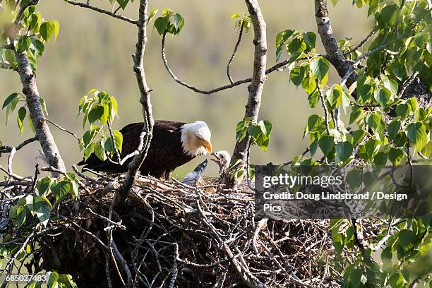 400 Bald Eagle Chicks Nest Stock Photos High Res Pictures And Images 400-bald-eagle-chicks-nest-stock-photos-high-res-pictures-and-images