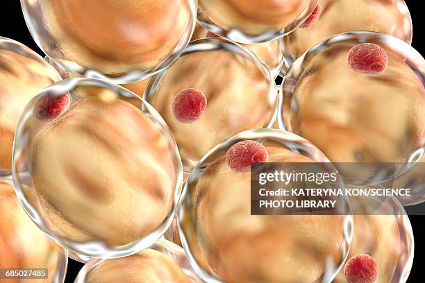 fat cells, illustration - adipose tissue stock illustrations