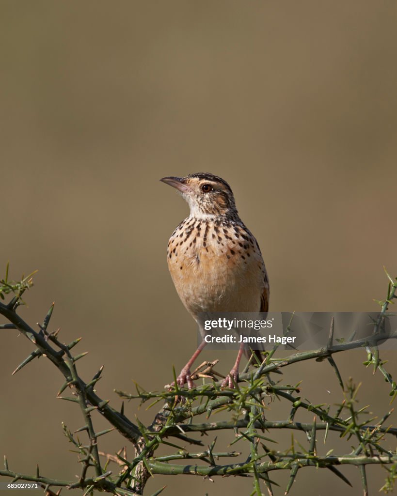 African Pipit, Grassland Pipit, or Grassveld Pipit (Anthus cinnamomeus), Ngorongoro Conservation Area, Serengeti, Tanzania