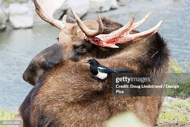 bull moose (alces alces) irritated by a black-billed magpie (pica hudsonia) that is pulling hairs on its back and searching for insects, captive at the alaska wildlife conservation centre - alaska wildlife conservation center stock pictures, royalty-free photos & images