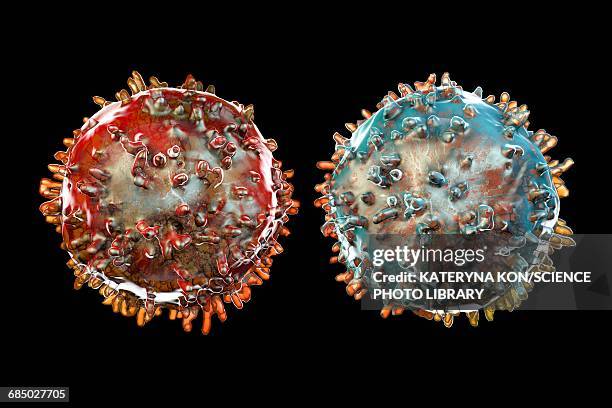 t- and b-lymphocyte, illustration - b cell stock illustrations