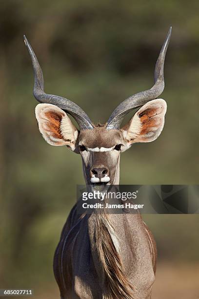 204 Spiral Horned Antelope Photos and Premium High Res Pictures - Getty  Images