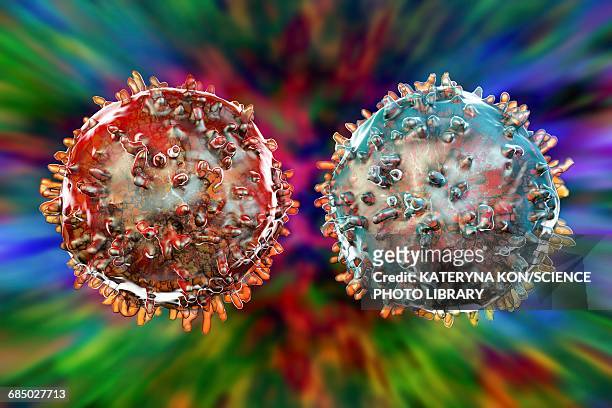 t- and b-lymphocyte, illustration - b cell stock illustrations