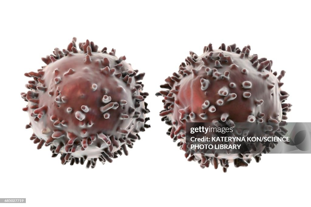 Lymphocytes, illustration