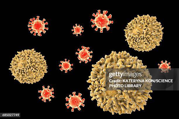 lymphocytes, illustration - b cell stock illustrations