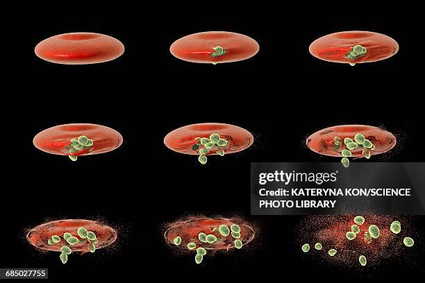 malaria merozoites, illustration - malaria点のイラスト素材／クリップアート素��材／マンガ素材／アイコン素材