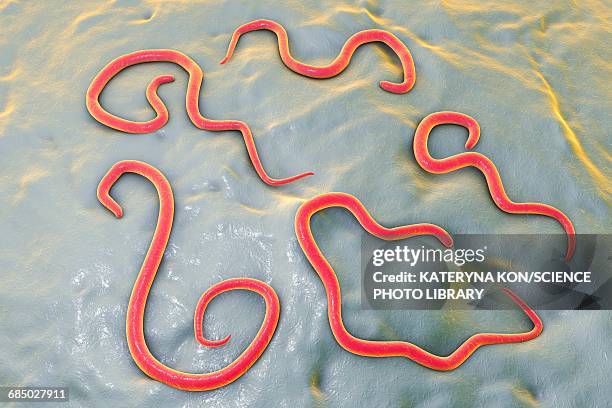 ilustrações de stock, clip art, desenhos animados e ícones de dog roundworm, illustration - infestation