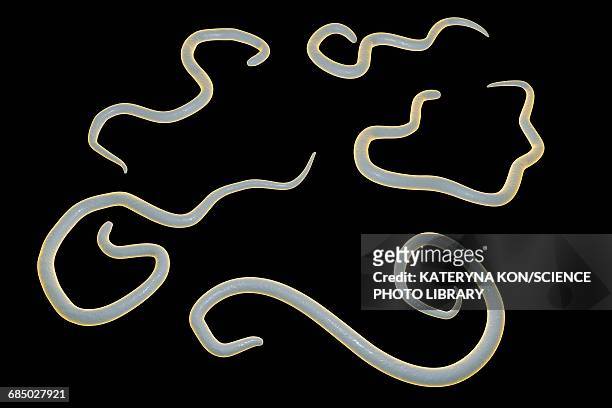 bildbanksillustrationer, clip art samt tecknat material och ikoner med dog roundworm, illustration - nematode worm