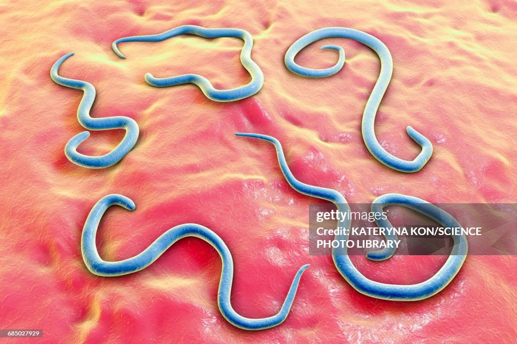 Dog roundworm, illustration