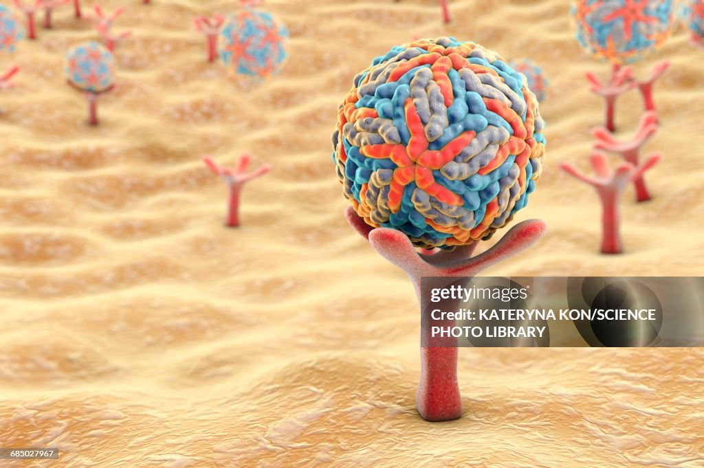 Zika viruses, illustration