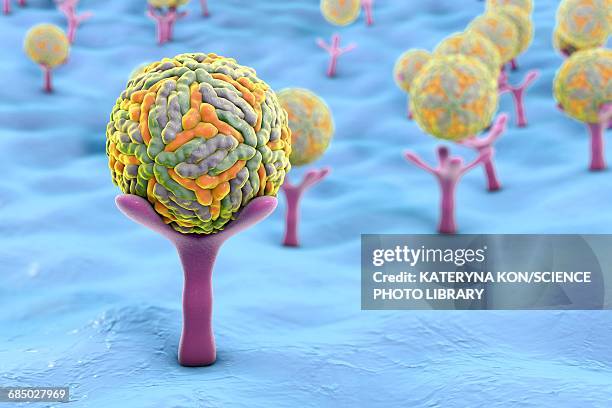 zika viruses, illustration - receptor stock illustrations