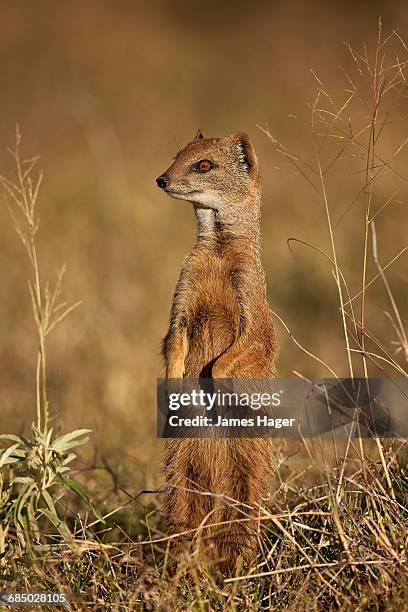 yellow mongoose (cynictis penicillata) prairie-dogging, mountain zebra national park, south africa - mountain zebra national park stock-fotos und bilder