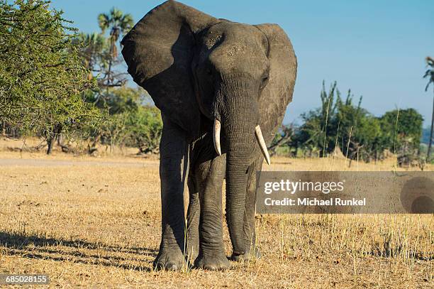 african bush elephant (loxodonta africana), liwonde national park, malawi, africa - liwonde national park stock pictures, royalty-free photos & images