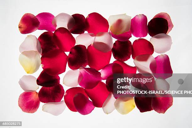 back lit flower petals - back lit stock pictures, royalty-free photos & images