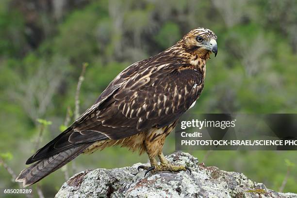 galapagos hawk buteo galapagoensis - galápagosbuizerd stockfoto's en -beelden