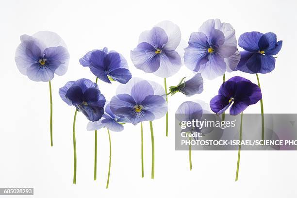 backlit pansies - violette photos et images de collection