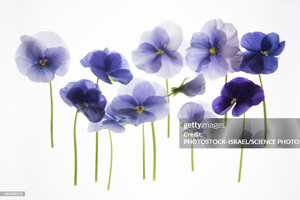 Backlit pansies