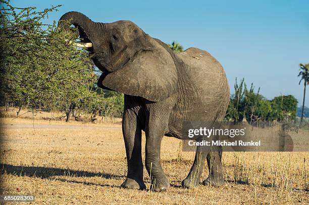 african bush elephant eating from a tree(loxodonta africana), liwonde national park, malawi, africa - liwonde national park stock pictures, royalty-free photos & images
