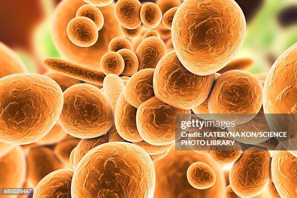 candida auris fungi, illustration - saucer stock illustrations