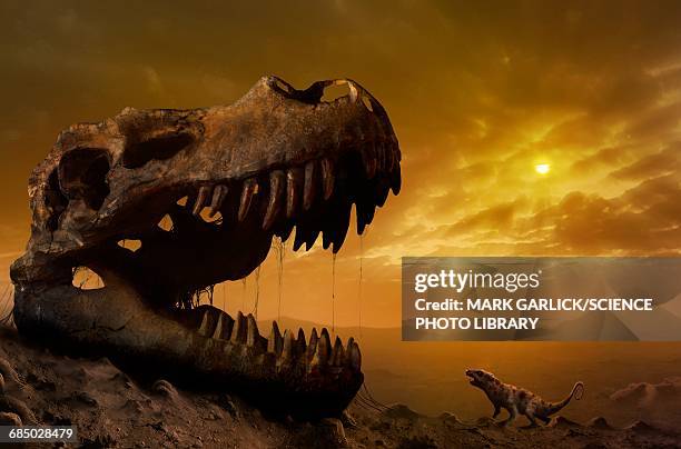 illustration of ptilodus and t rex skull - extinct species stock illustrations