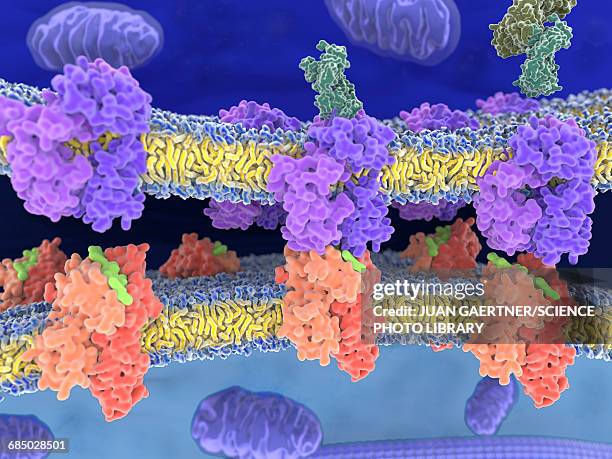 stockillustraties, clipart, cartoons en iconen met t-cell receptor-mhc-antigen complexes - celmembraan