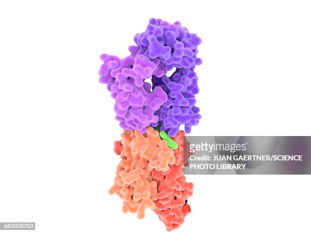 t-cell receptor-mhc-antigen complex - cell structure stock-grafiken, -clipart, -cartoons und -symbole
