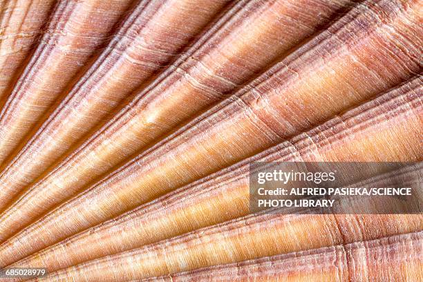 red-ribbed scallop shell, macrophotograph - coquille et coquillage photos et images de collection