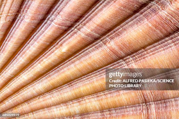 red-ribbed scallop shell, macrophotograph - animal markings ストックフォトと画像