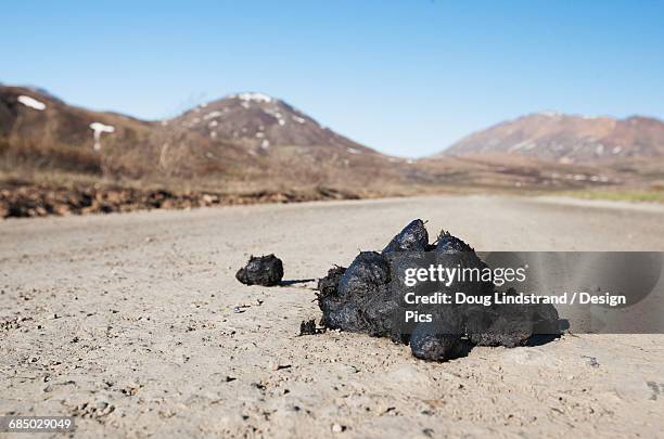 bear feces on park road in denali national park in summertime, interior alaska - bear feces stock pictures, royalty-free photos & images