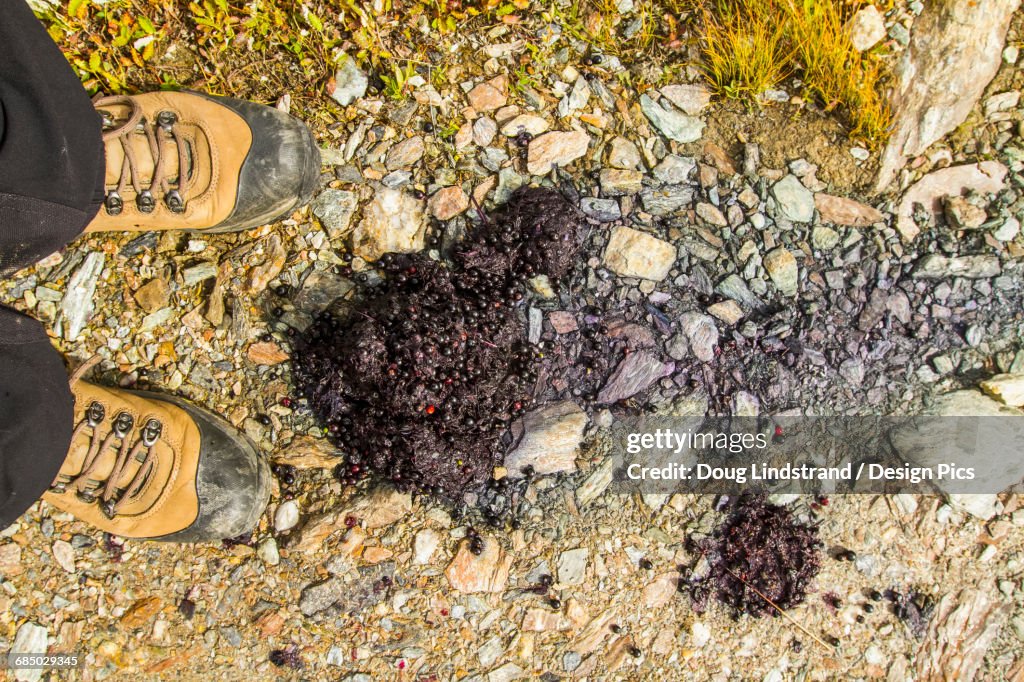 Hiker stops on a hiking trail to examine some berry-filled grizzly scat, Denali National Park and Preserve, interior Alaska in autumn