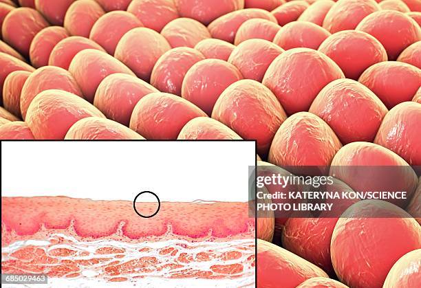 ilustrações de stock, clip art, desenhos animados e ícones de squamous epithelium, illustration - epitélio escamoso