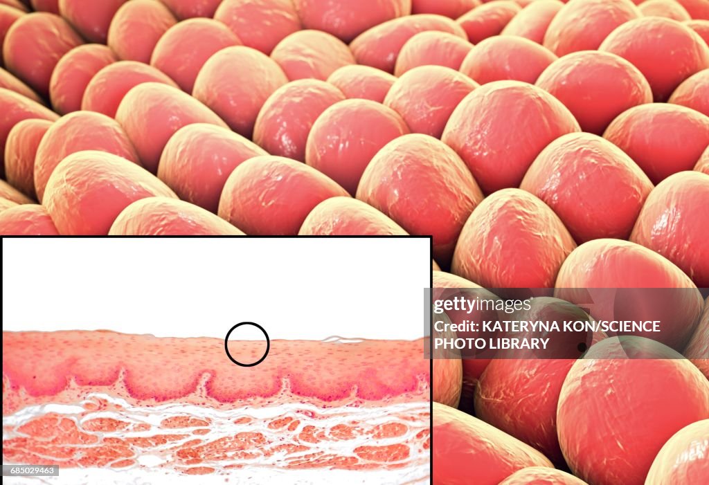 Squamous epithelium, illustration