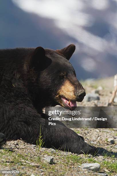 captive black bear (ursus americanus) at the alaska wildlife conservation center - bären zunge stock-fotos und bilder