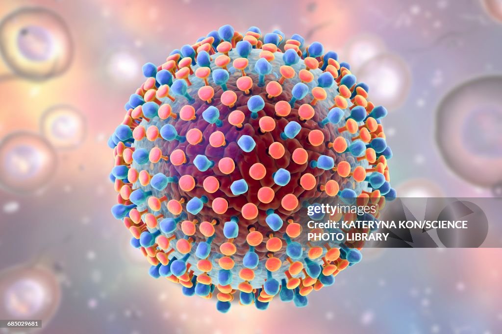 Hepatitis C virus, illustration