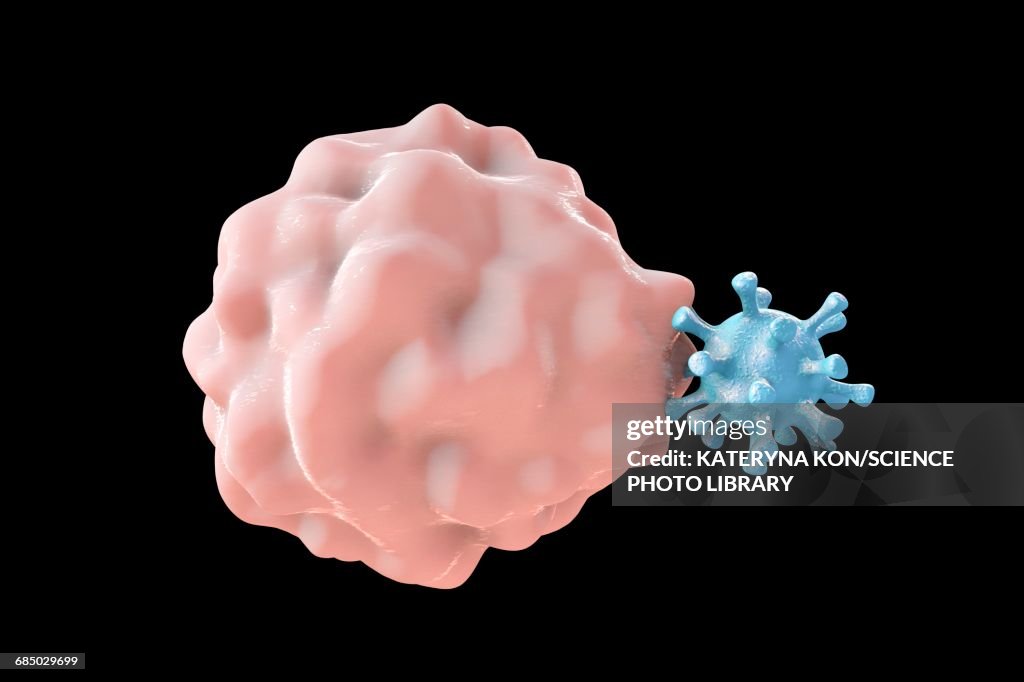 Phagocytosis of a virus, illustration