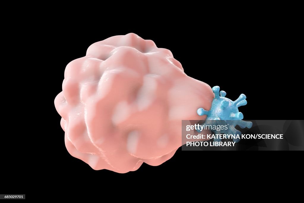 Phagocytosis of a virus, illustration