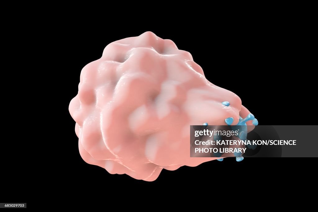 Phagocytosis of a virus, illustration