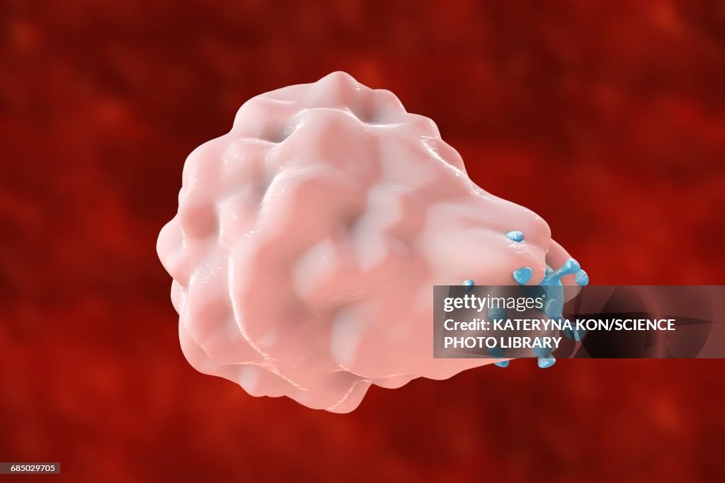 Phagocytosis of a virus, illustration