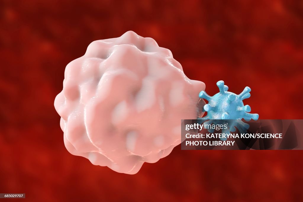 Phagocytosis of a virus, illustration