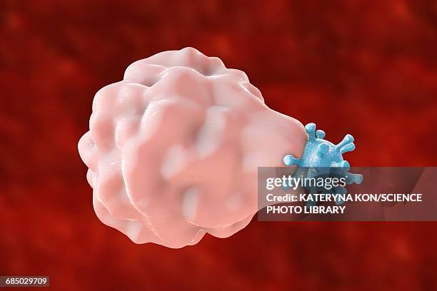 phagocytosis of a virus, illustration - phagocytosis stock illustrations