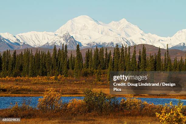 denali towers over a small pond and spruce trees in interior alaska in autumn, view from the parks highway south of cantwell - denali highway stock pictures, royalty-free photos & images
