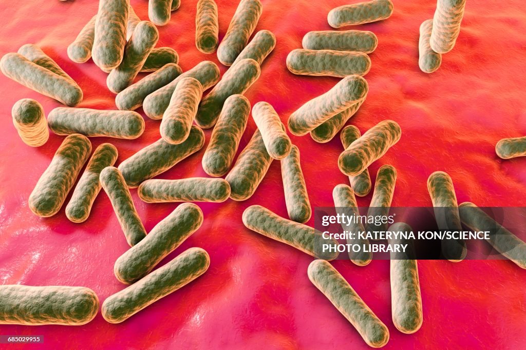 Propionibacterium bacteria, illustration
