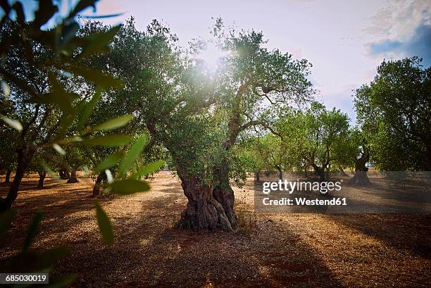 italy, apulia, olive trees in back light - olive orchard stock pictures, royalty-free photos & images