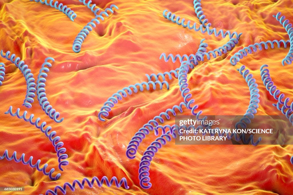 Syphilis bacteria, illustration