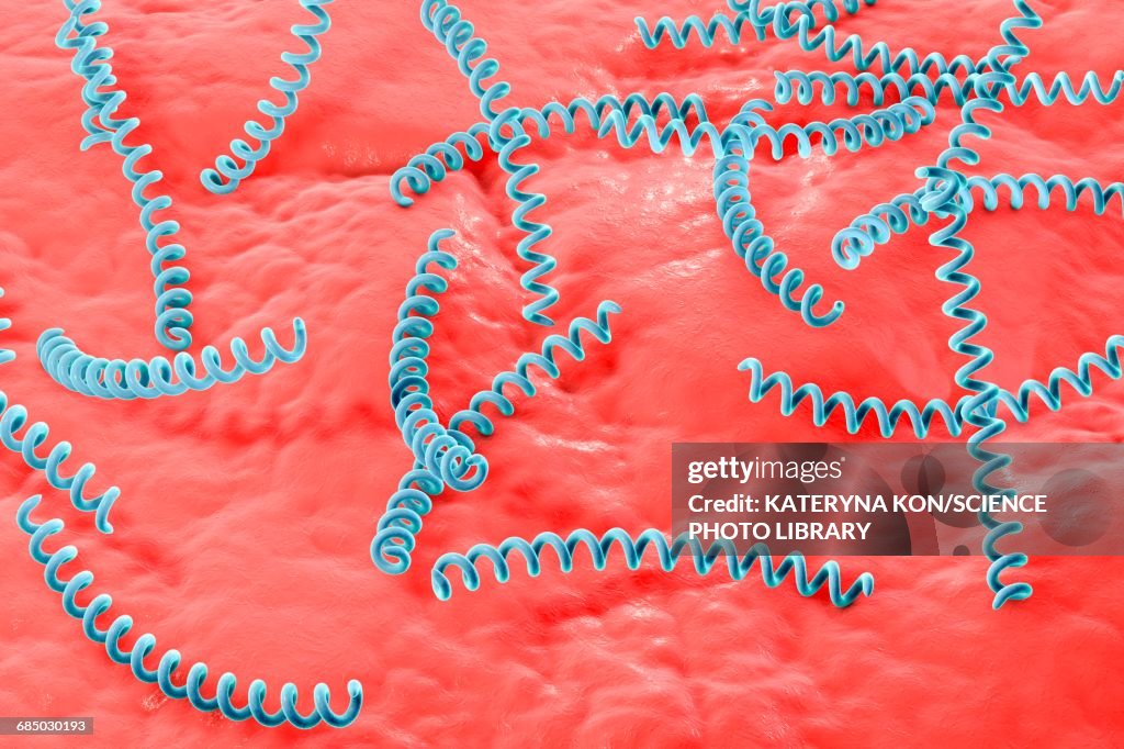 Syphilis Picture Example Syphilis Bacteria Illustration High-Res Vector Graphic - Getty Images