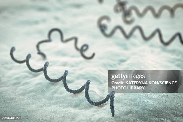 ilustrações de stock, clip art, desenhos animados e ícones de syphilis bacteria, illustration - treponema pallidum