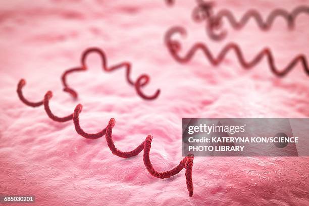 ilustrações de stock, clip art, desenhos animados e ícones de syphilis bacteria, illustration - treponema pallidum