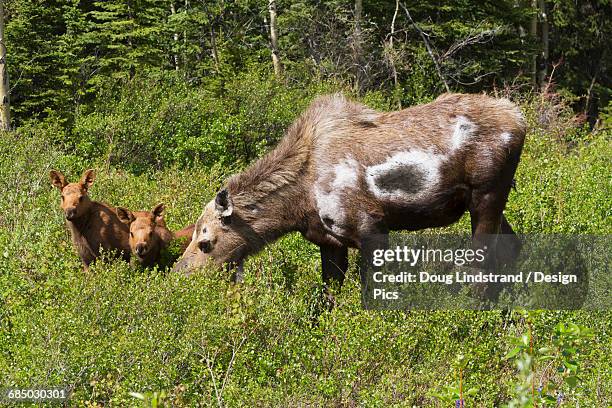 cow moose (alces alces) with twin calves, the white on the cow is just the winter coat hair coming off - white moose stock pictures, royalty-free photos & images