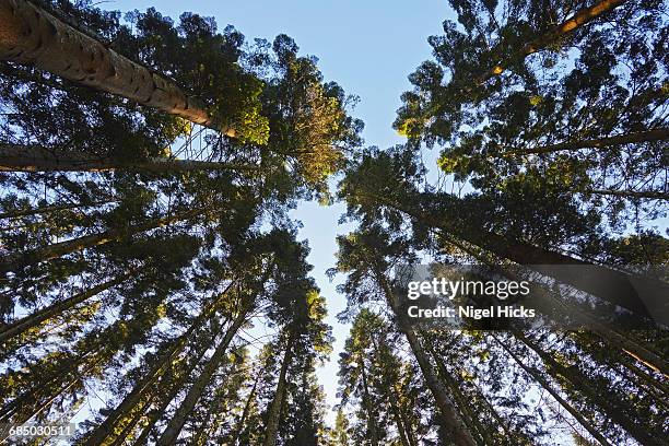 conifer plantation in plymbridge woods, plymouth, devon, great britain. - plymouth plantation 個照片及圖片檔