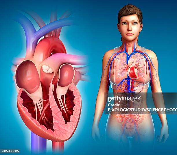 female heart cross-section, illustration - heart cross section stock illustrations